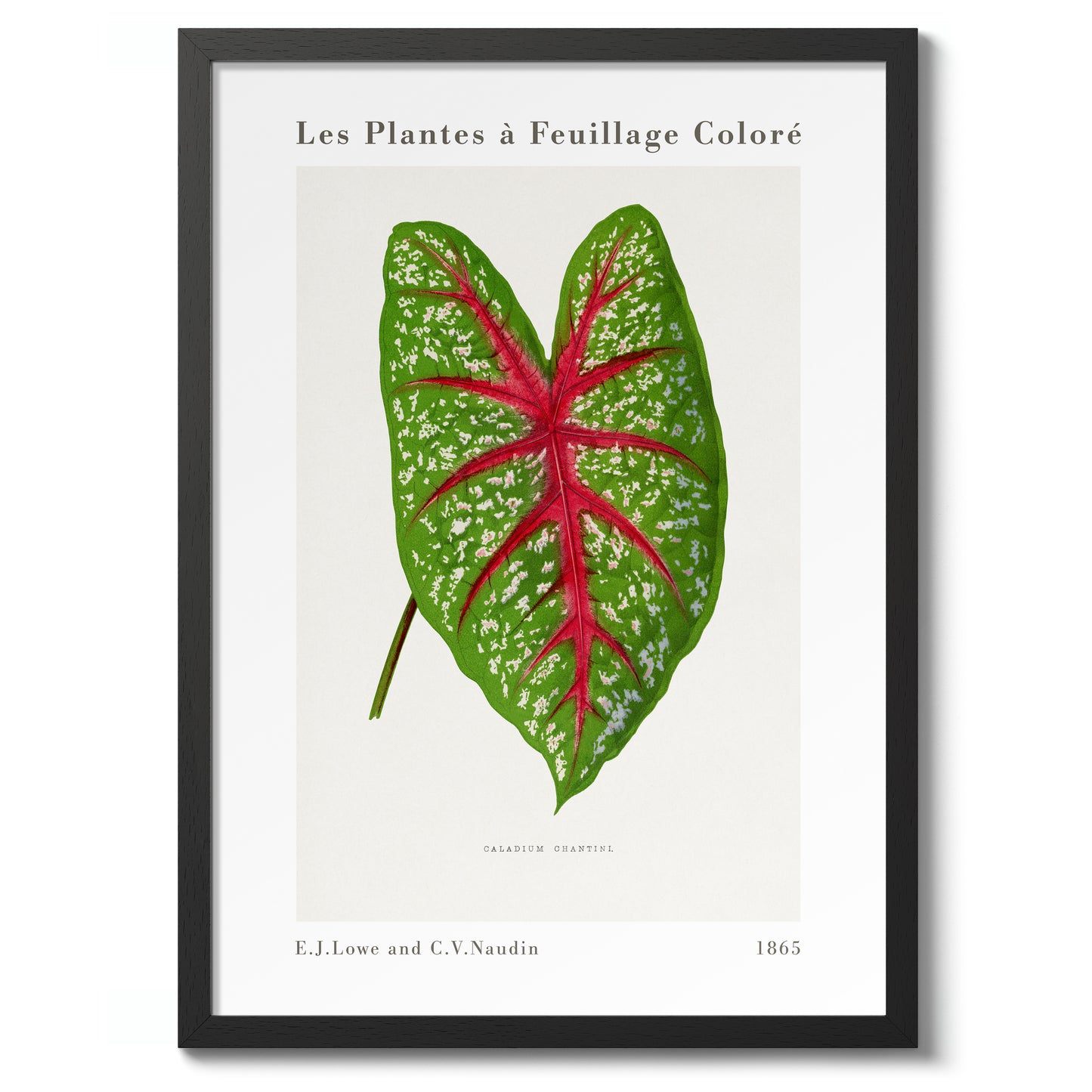 Groene Caladium Chantini
