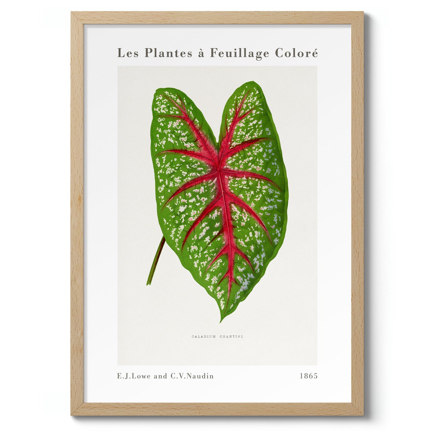 Groene Caladium Chantini