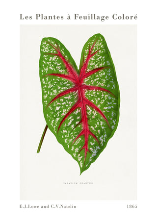 Groene Caladium Chantini print