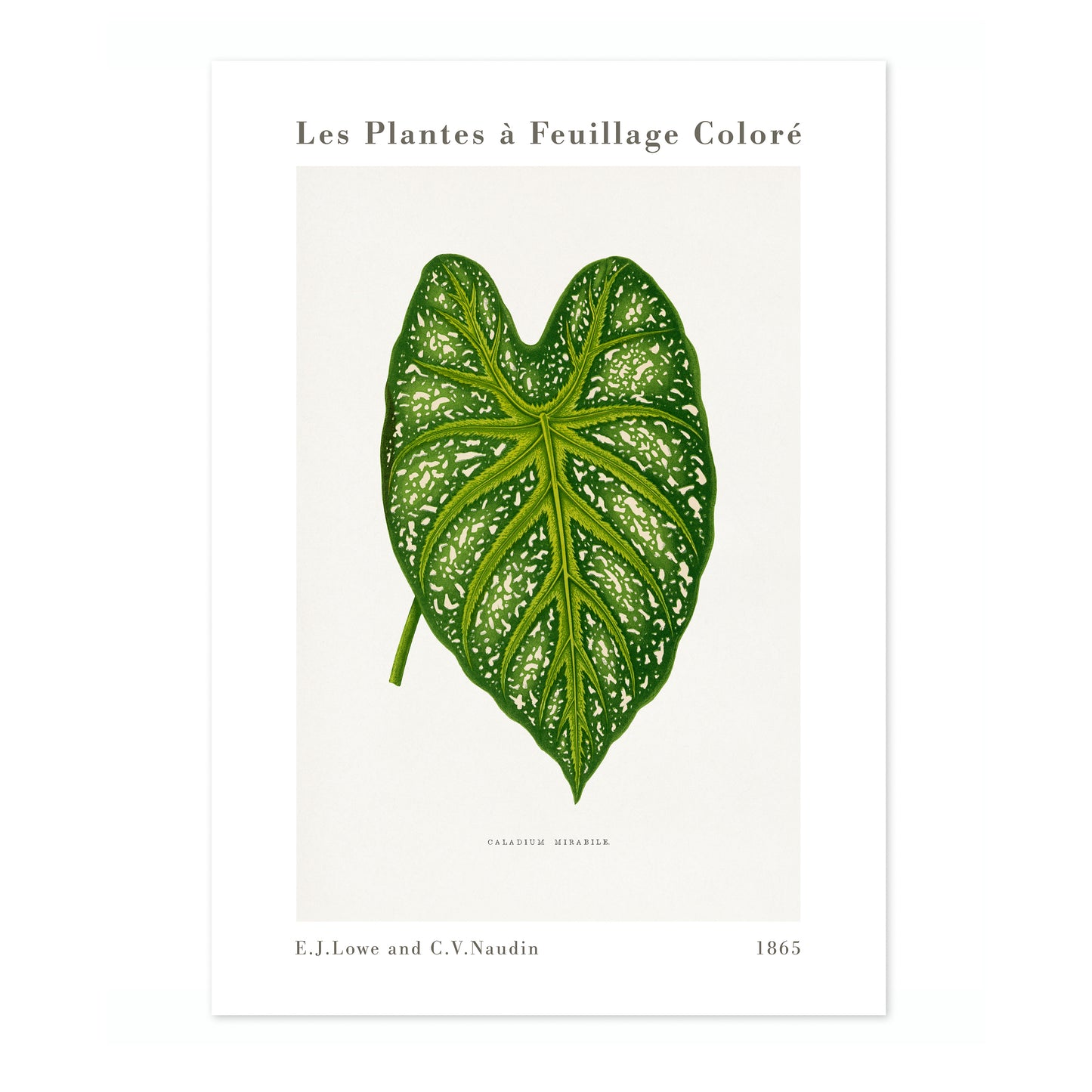 Grüner Caladium Mirabile