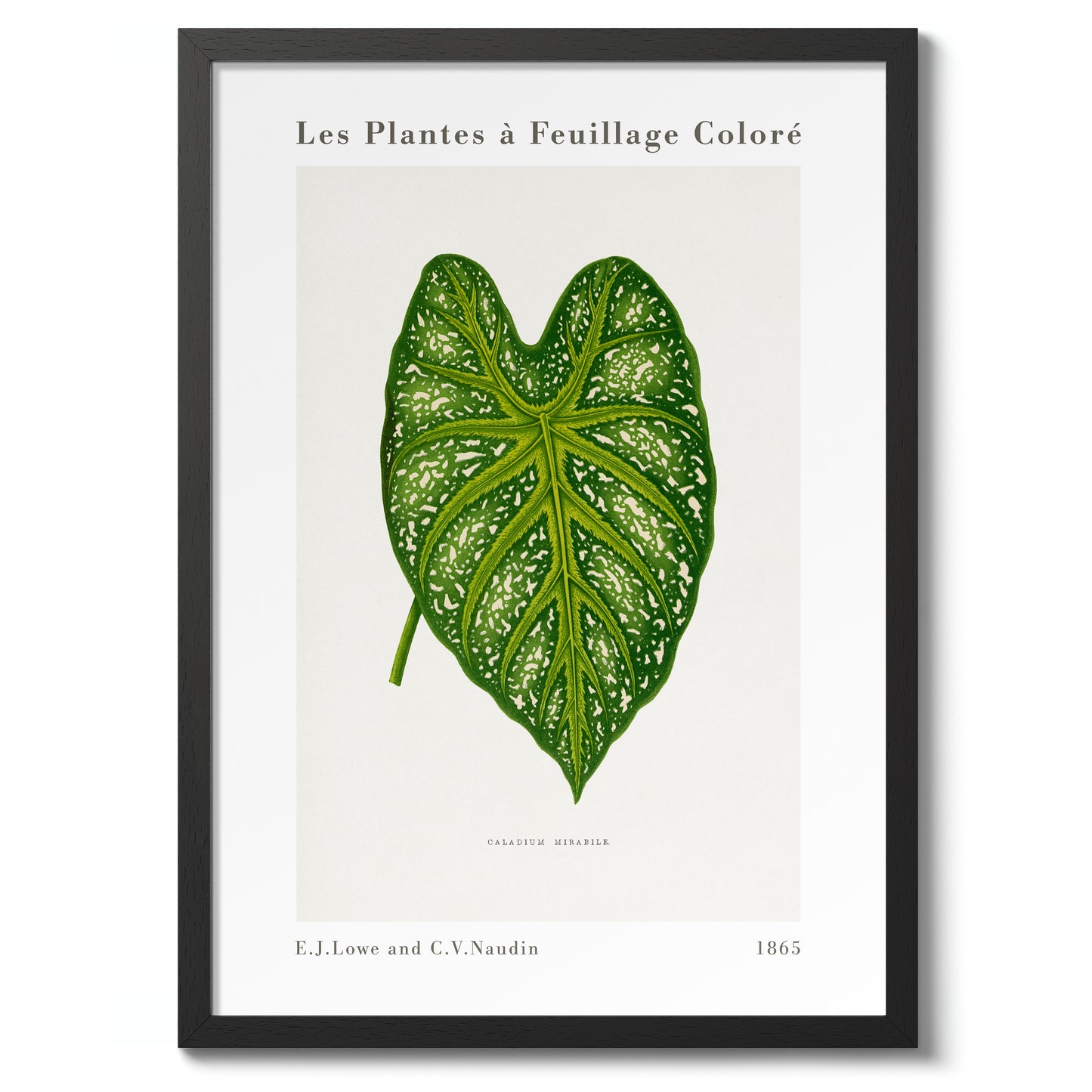 Grüner Caladium Mirabile