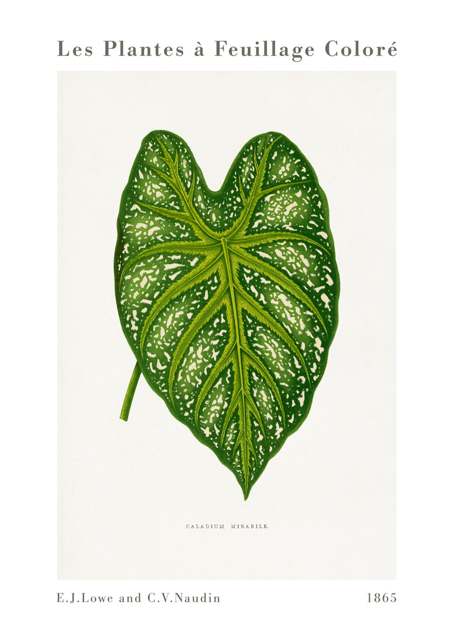 Caladium vert mirabile - Print Only frame