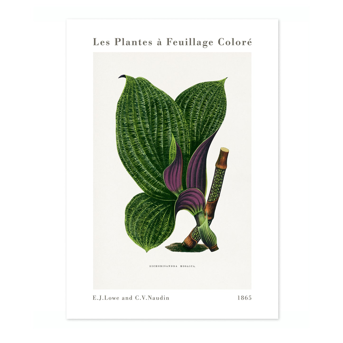 Groene Dichorisandra Mosaica