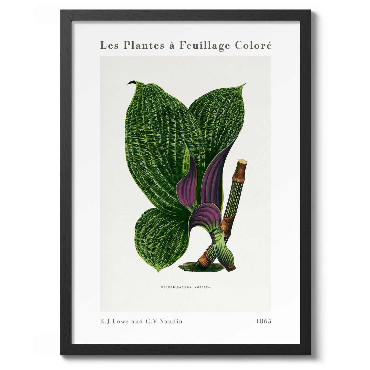 Groene Dichorisandra Mosaica