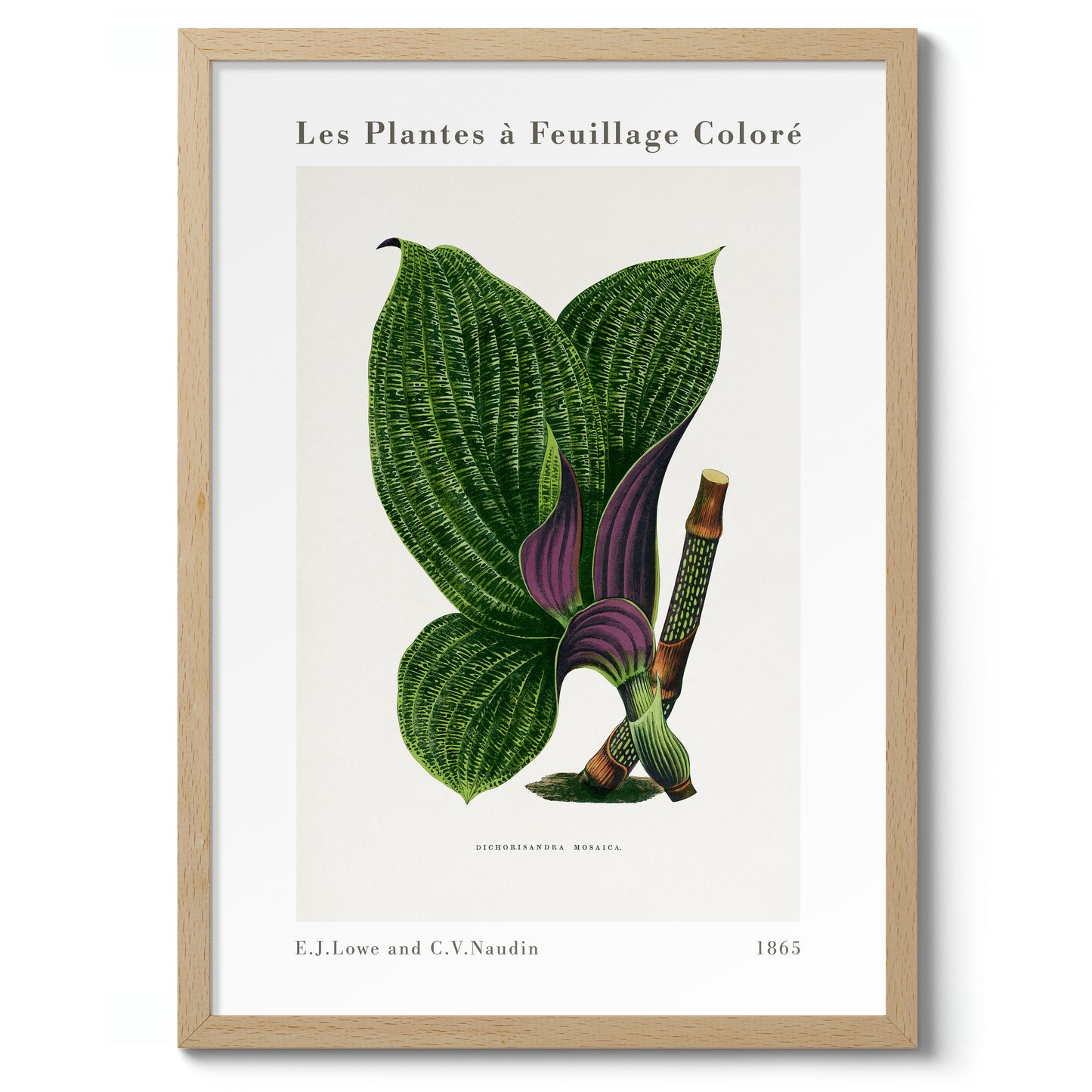 Groene Dichorisandra Mosaica