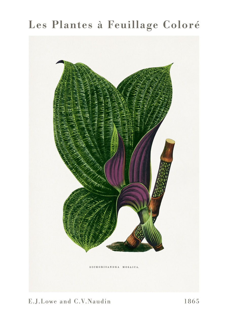 Dichorisandra Mosaïque Verte - Print Only frame