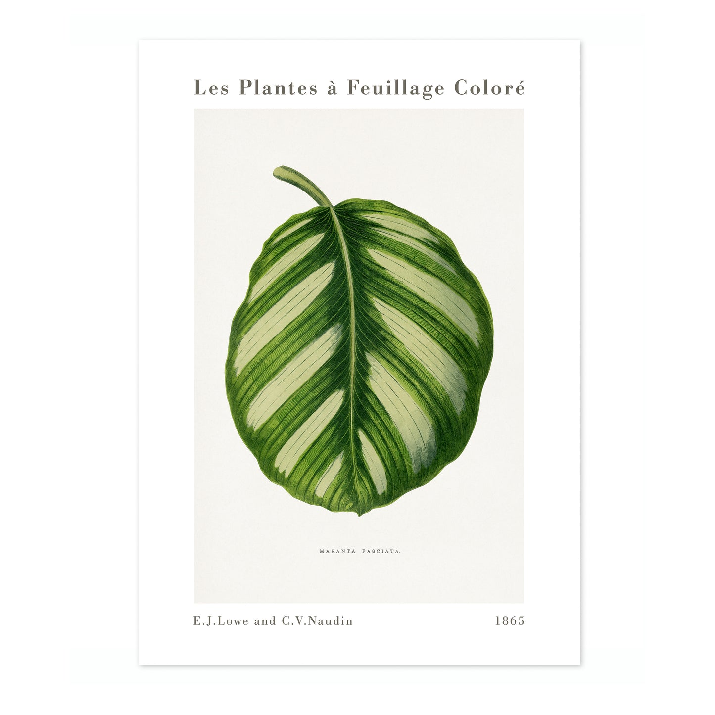 Groene Maranta Fasciata