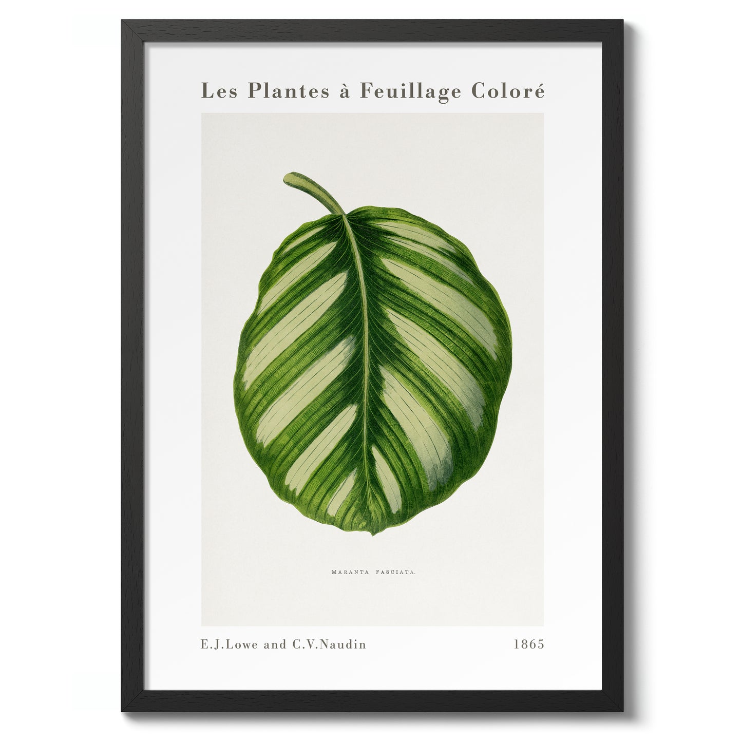 Groene Maranta Fasciata