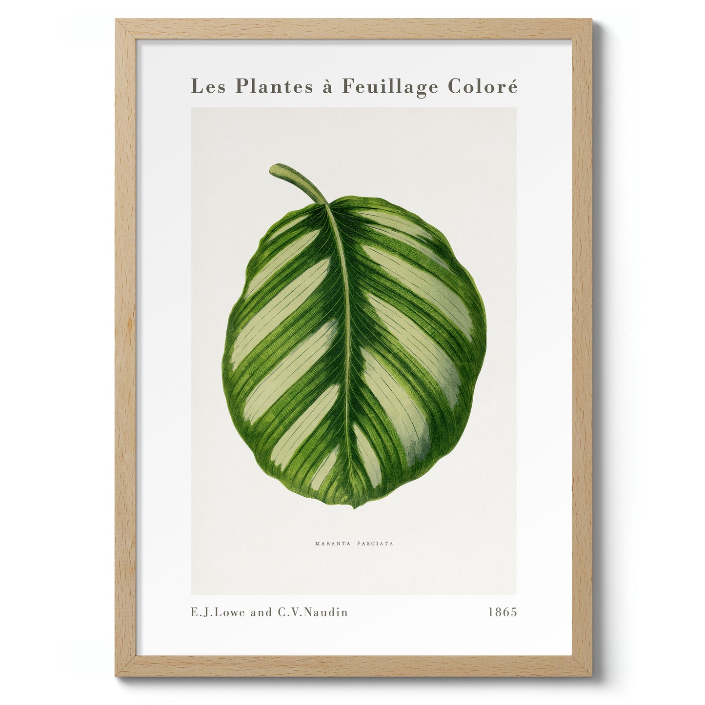 Groene Maranta Fasciata