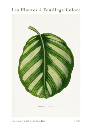 Grüne Maranta Fasciata