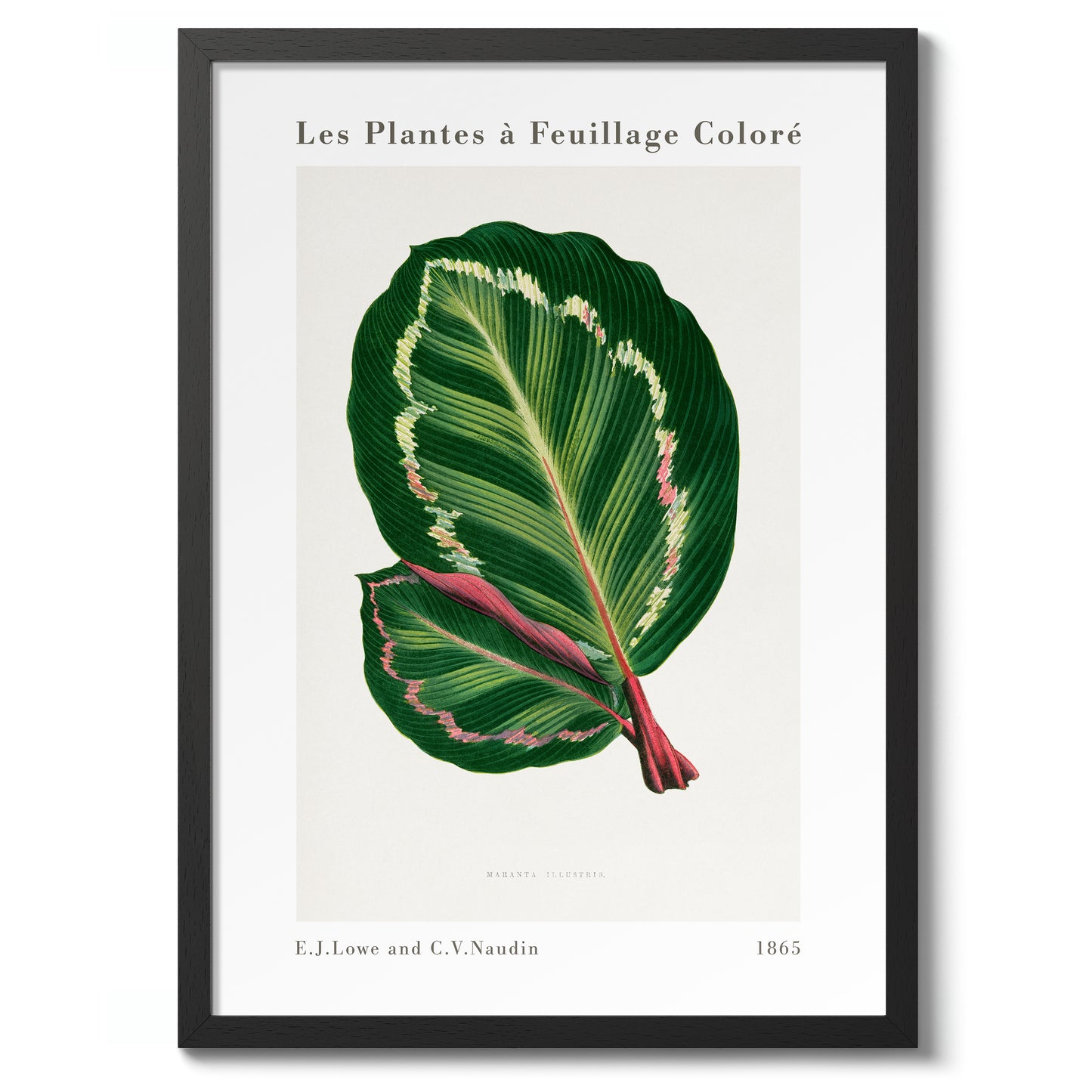 Groene Maranta Illustris