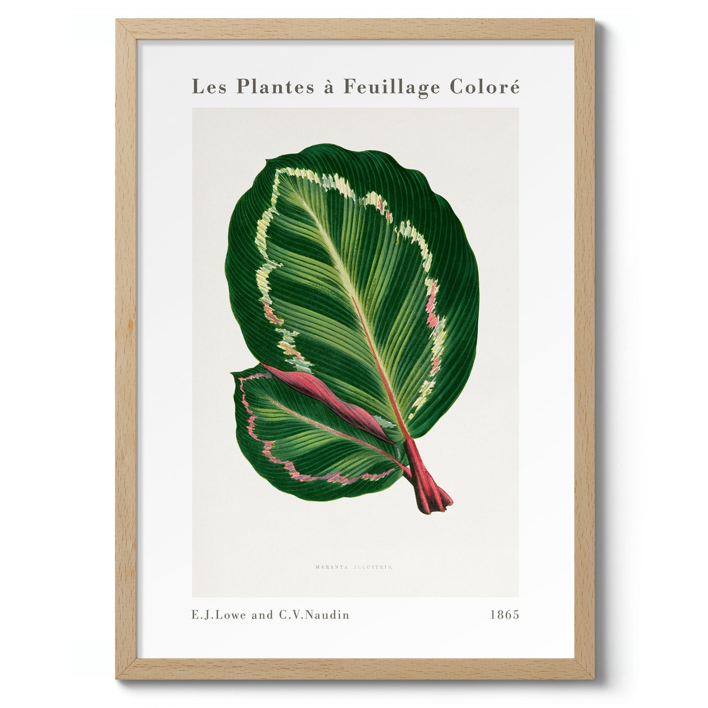 Groene Maranta Illustris