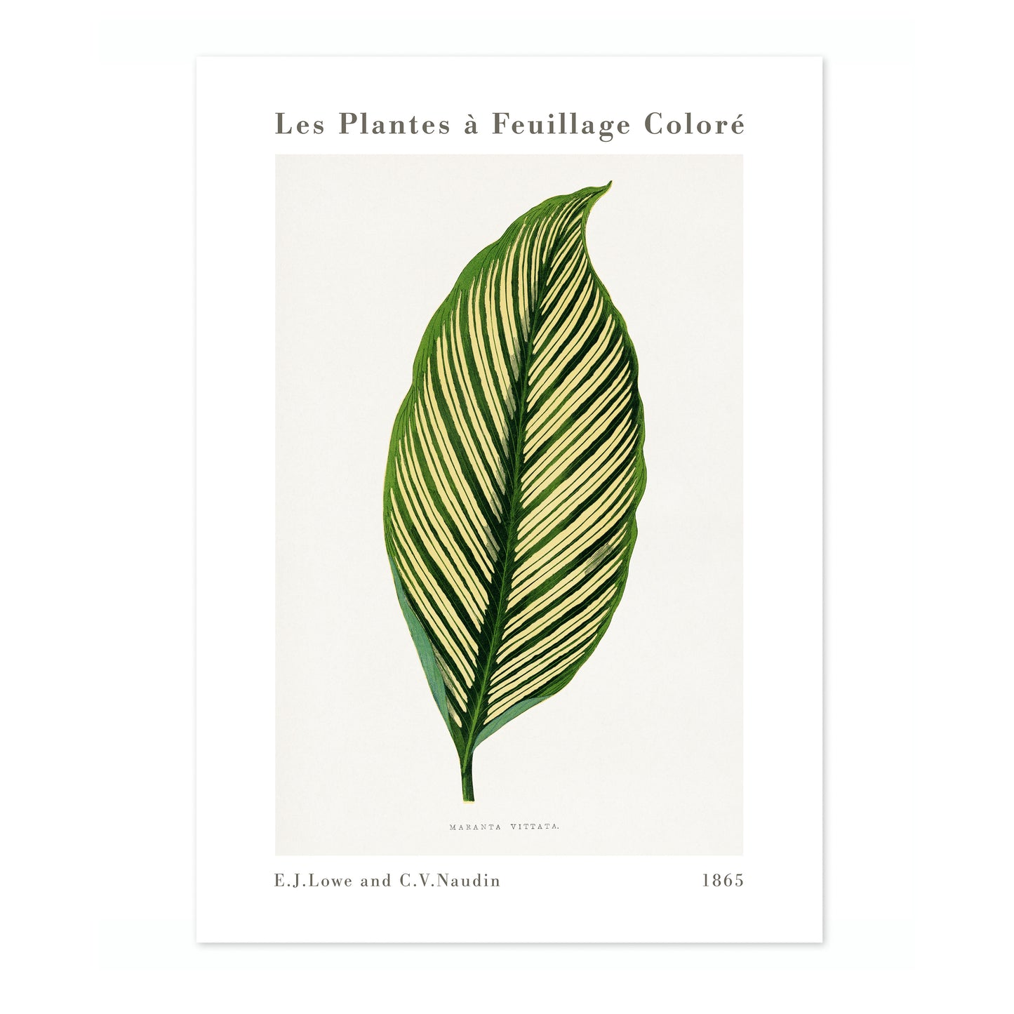 Groene Maranta Vittata