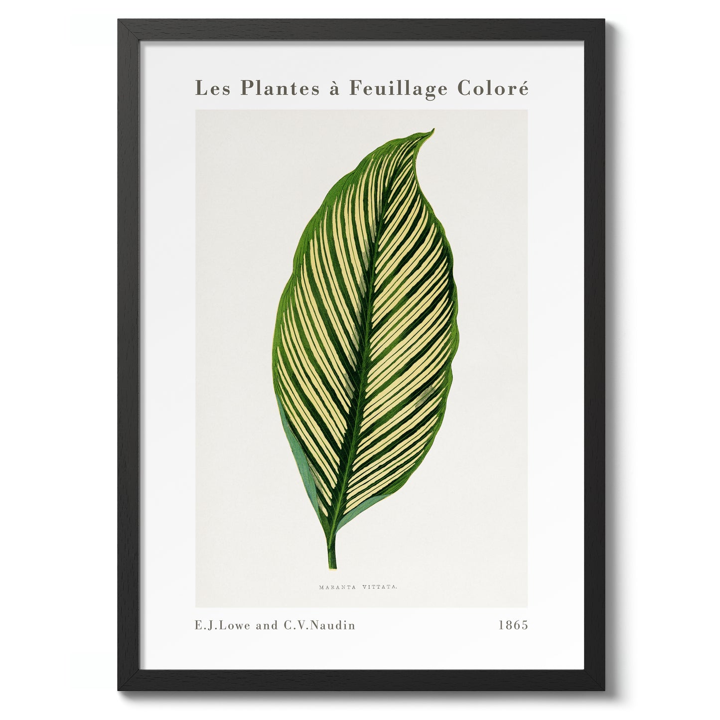 Groene Maranta Vittata