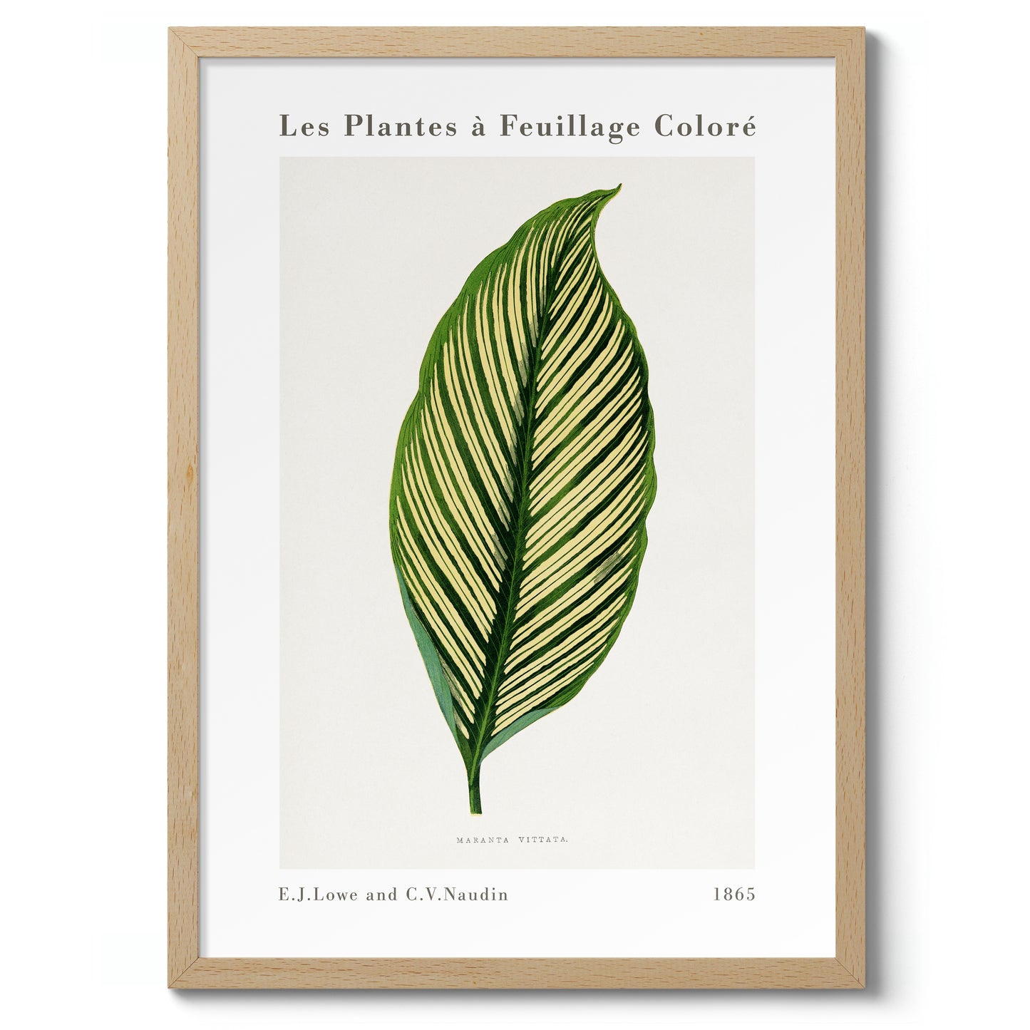 Groene Maranta Vittata