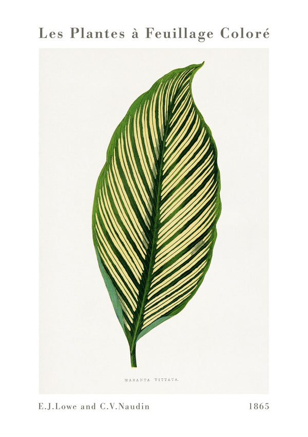Grön Maranta Vittata