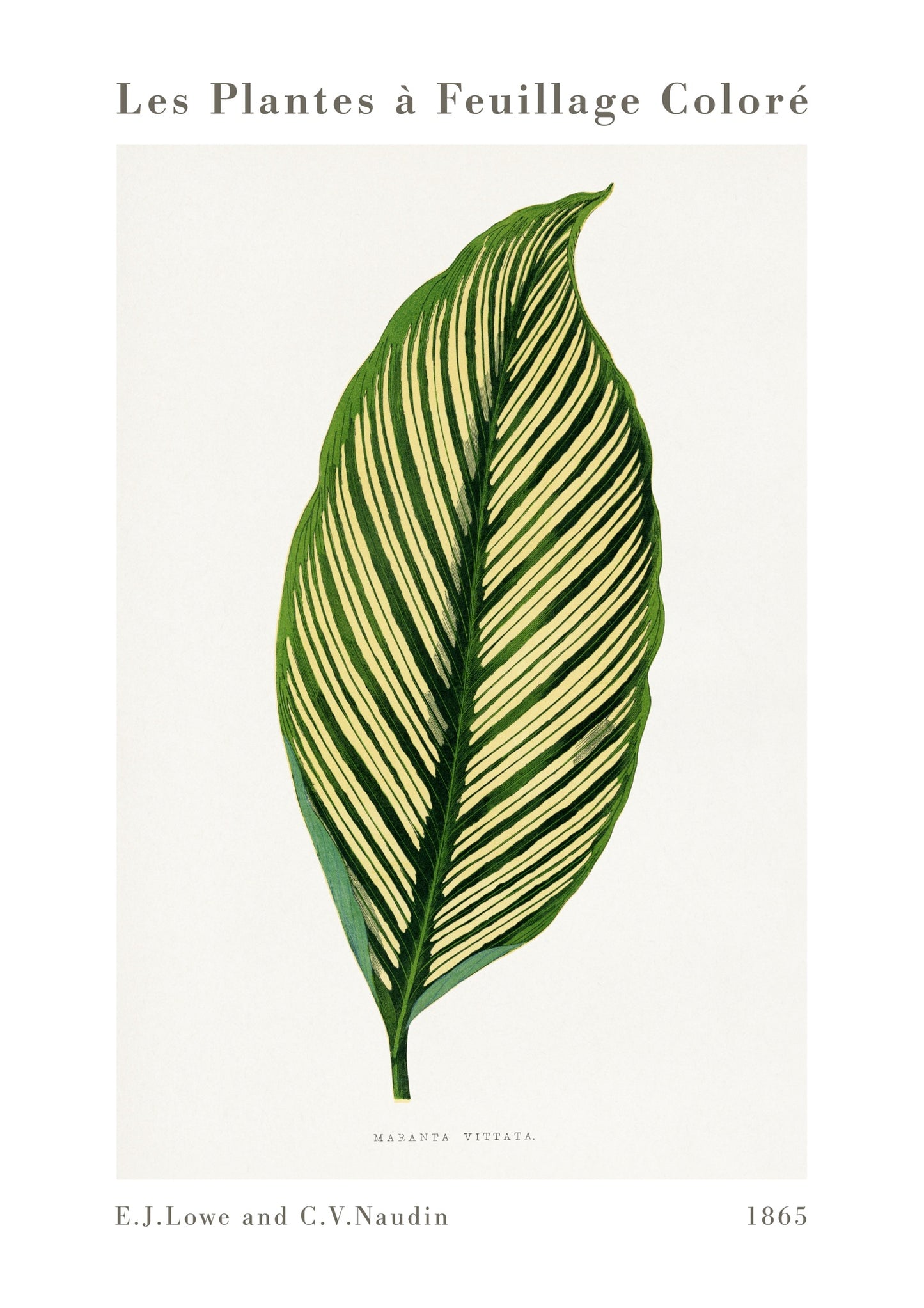 Groene Maranta Vittata