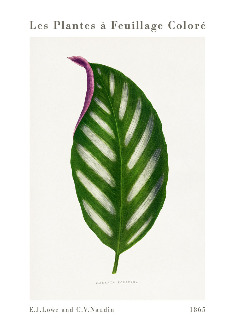 Maranta Porteana - Print Only frame