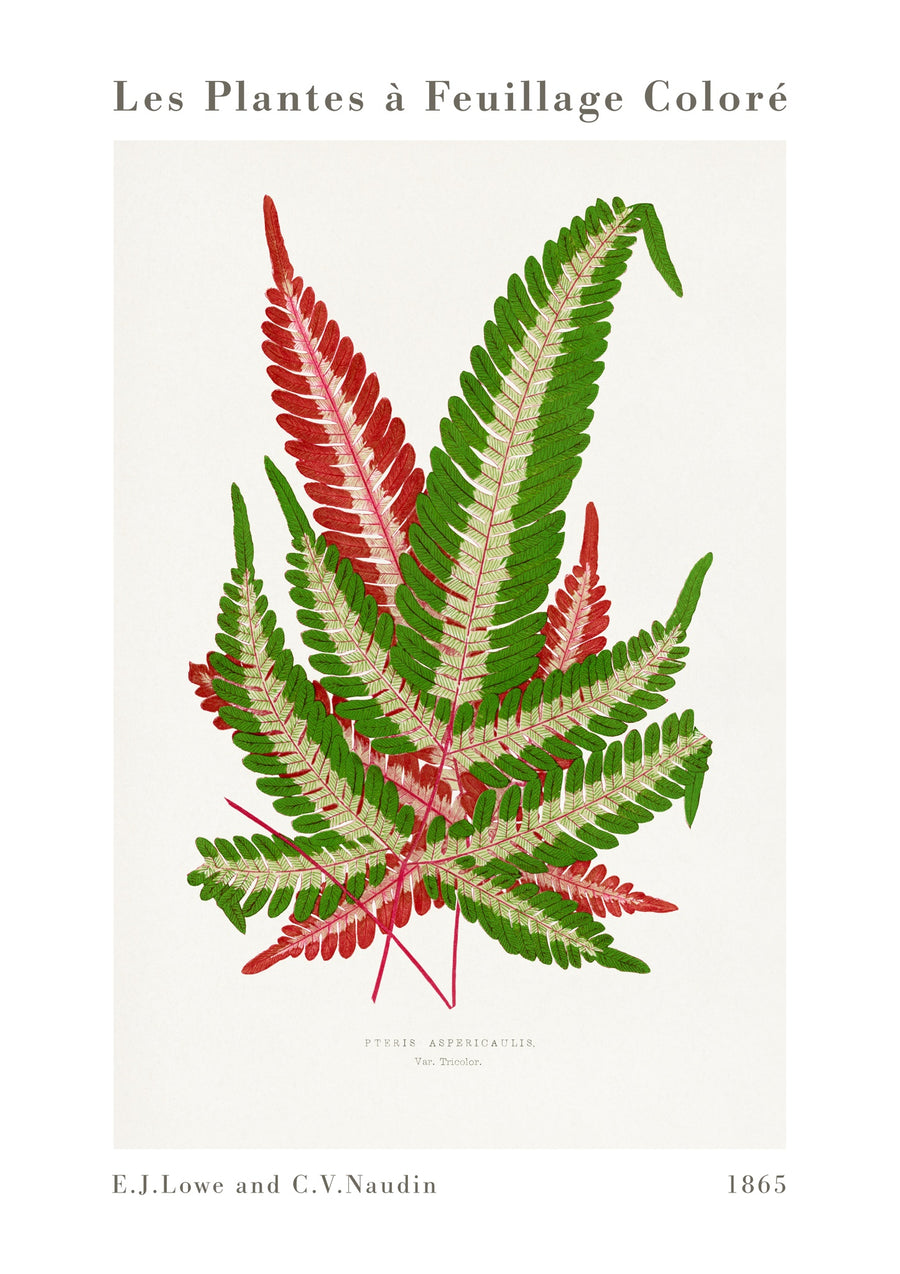 Rosa och grön ormbunke - Print Only frame