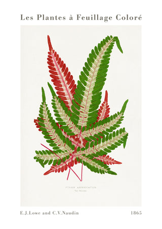 Pink & Grüner Farn print