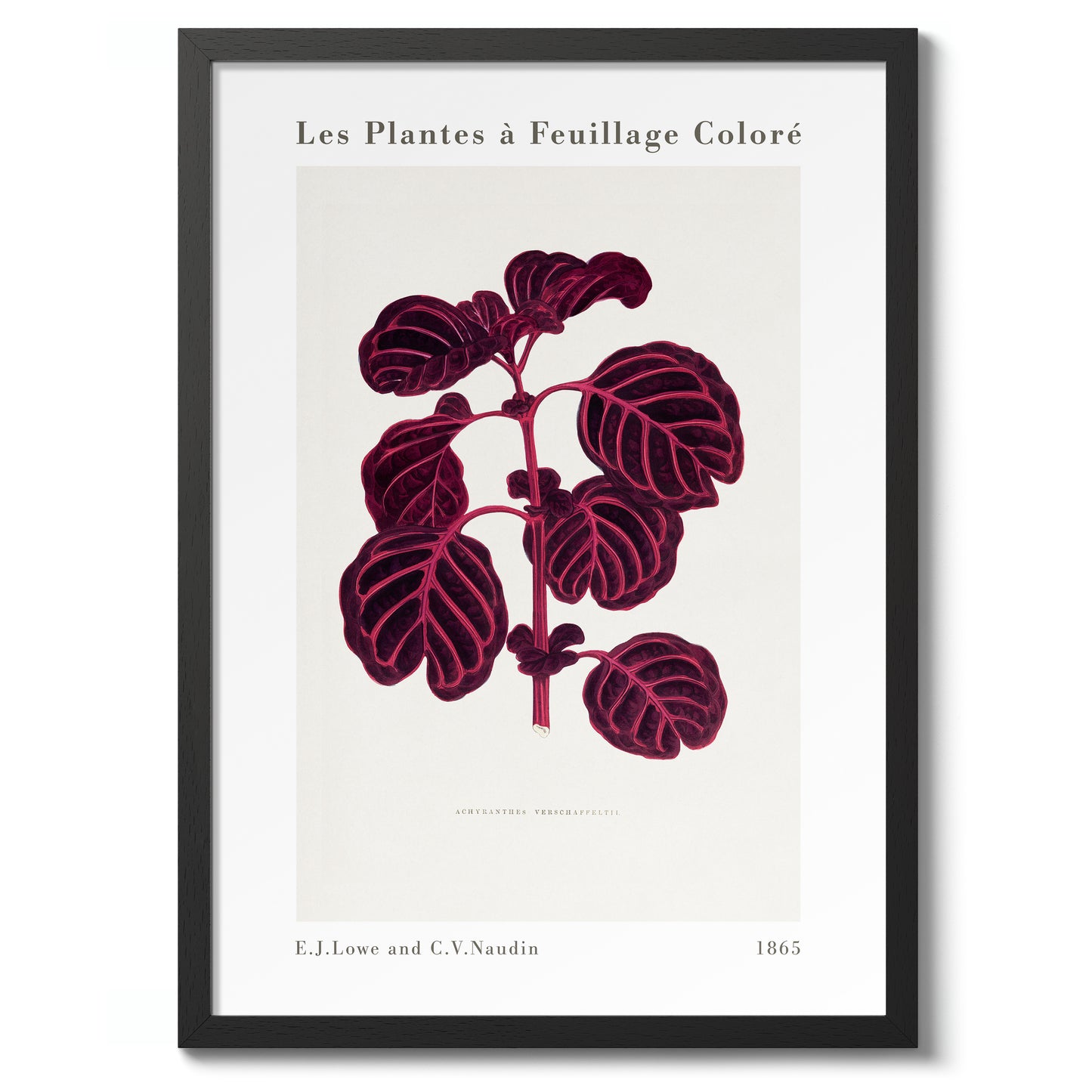 Roze Achyranthes Verschaffeltii