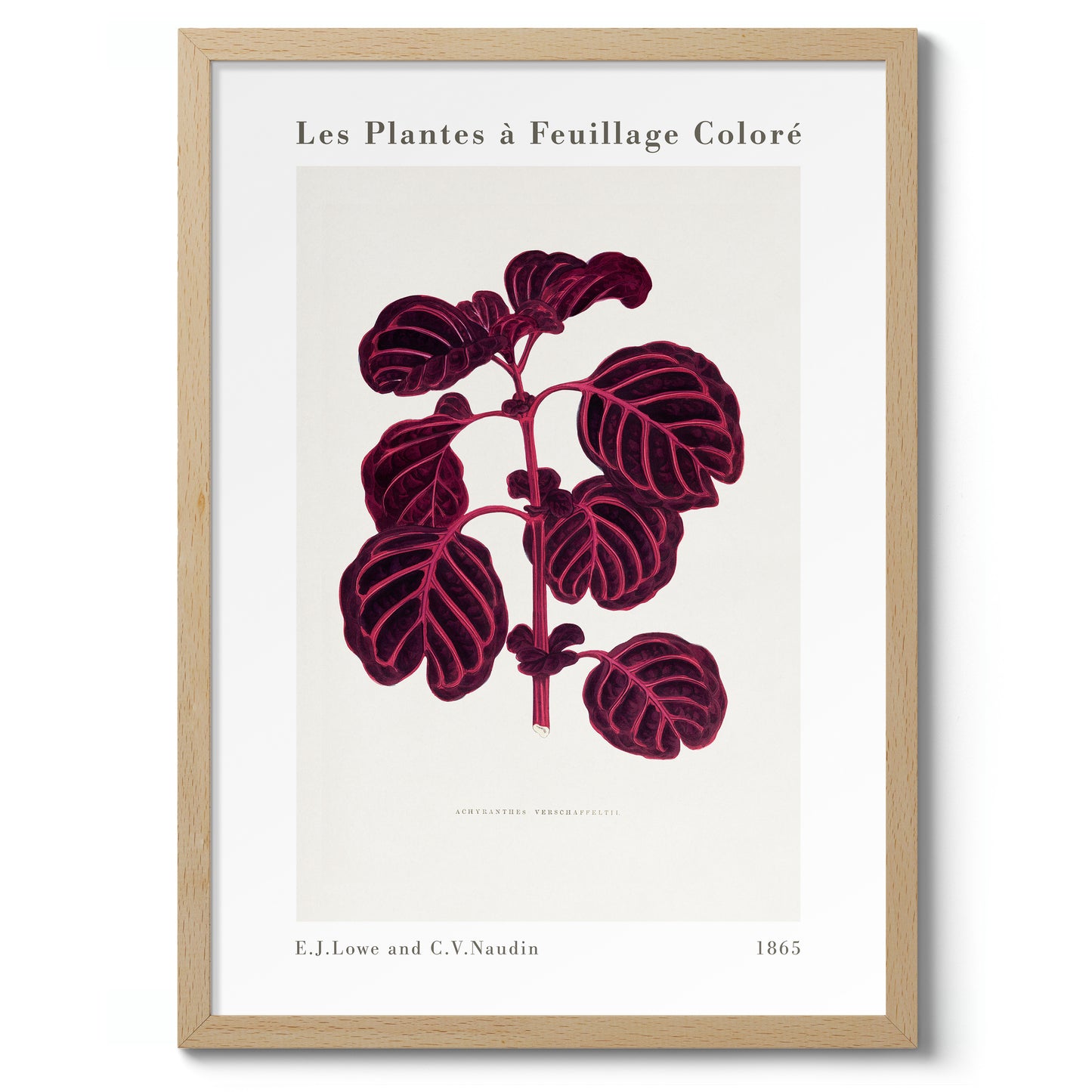 Roze Achyranthes Verschaffeltii