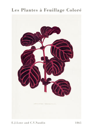Roze Achyranthes Verschaffeltii print