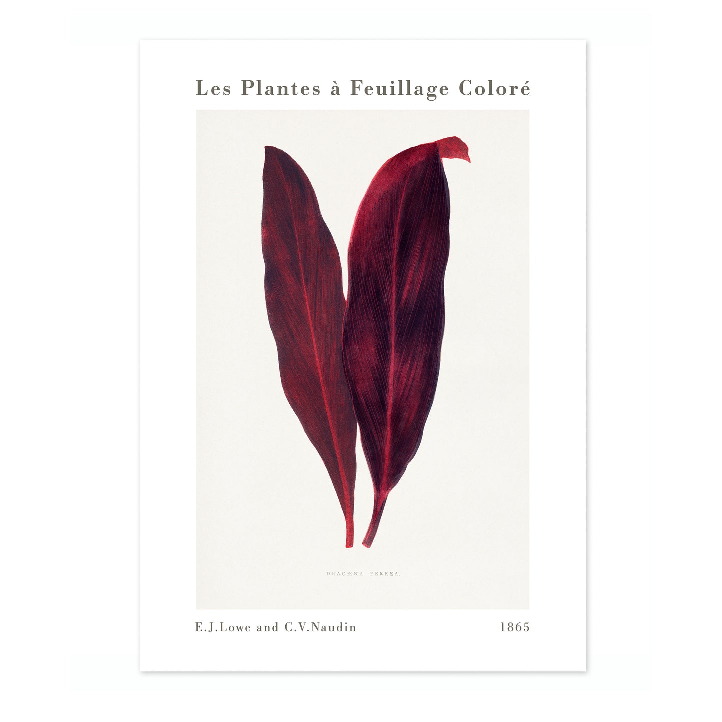 Roze Dracaena Ferrea