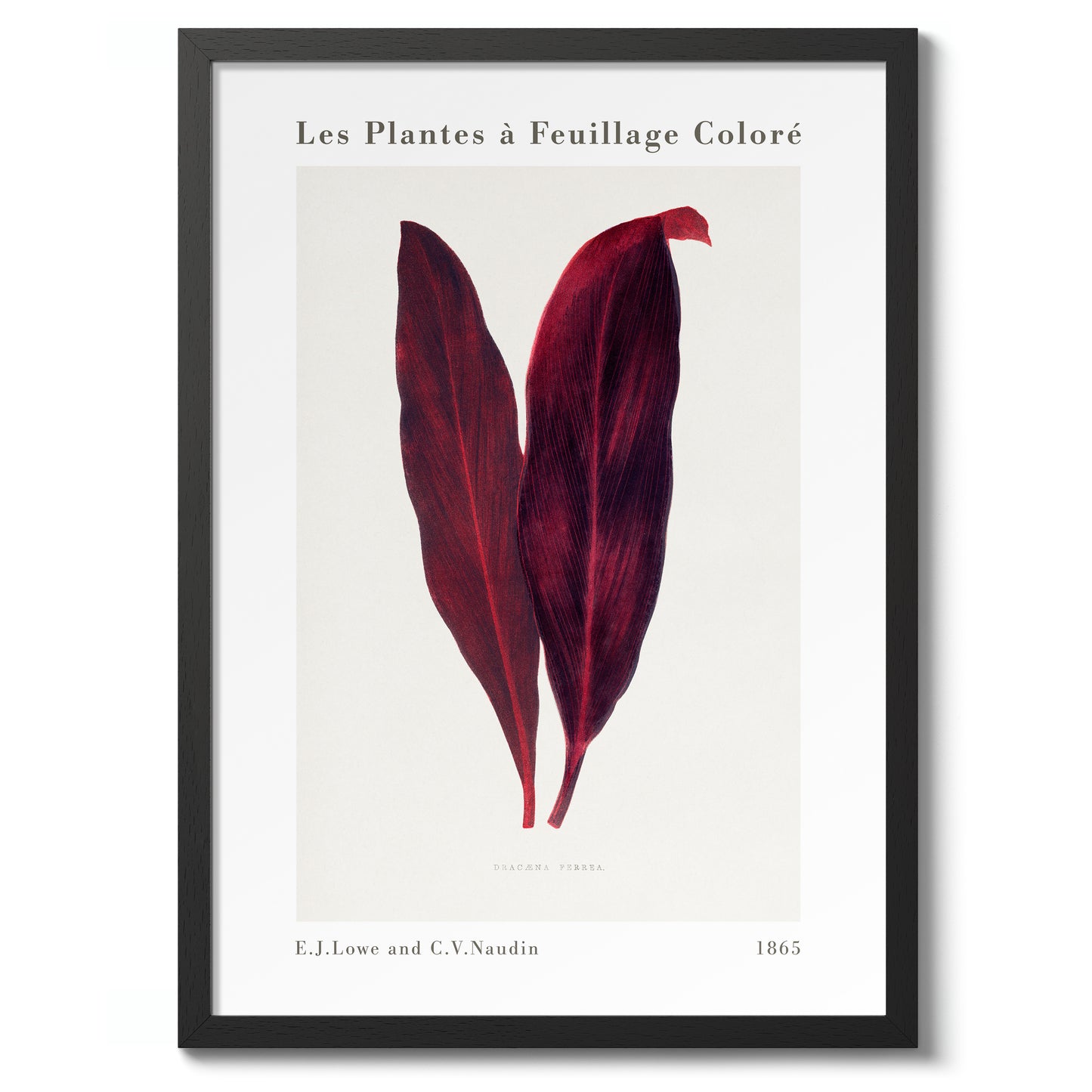 Roze Dracaena Ferrea