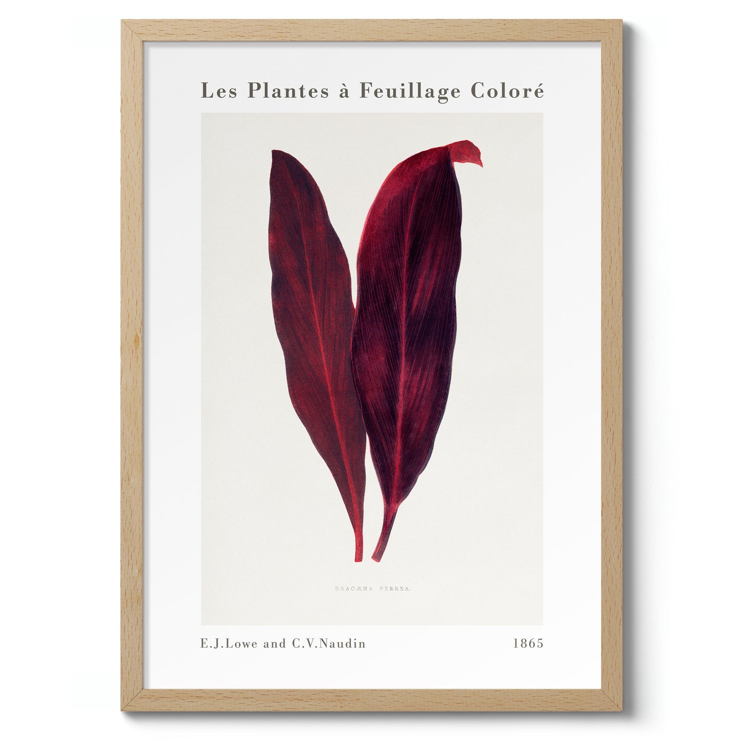 Roze Dracaena Ferrea