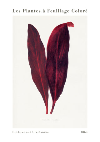 Roze Dracaena Ferrea print