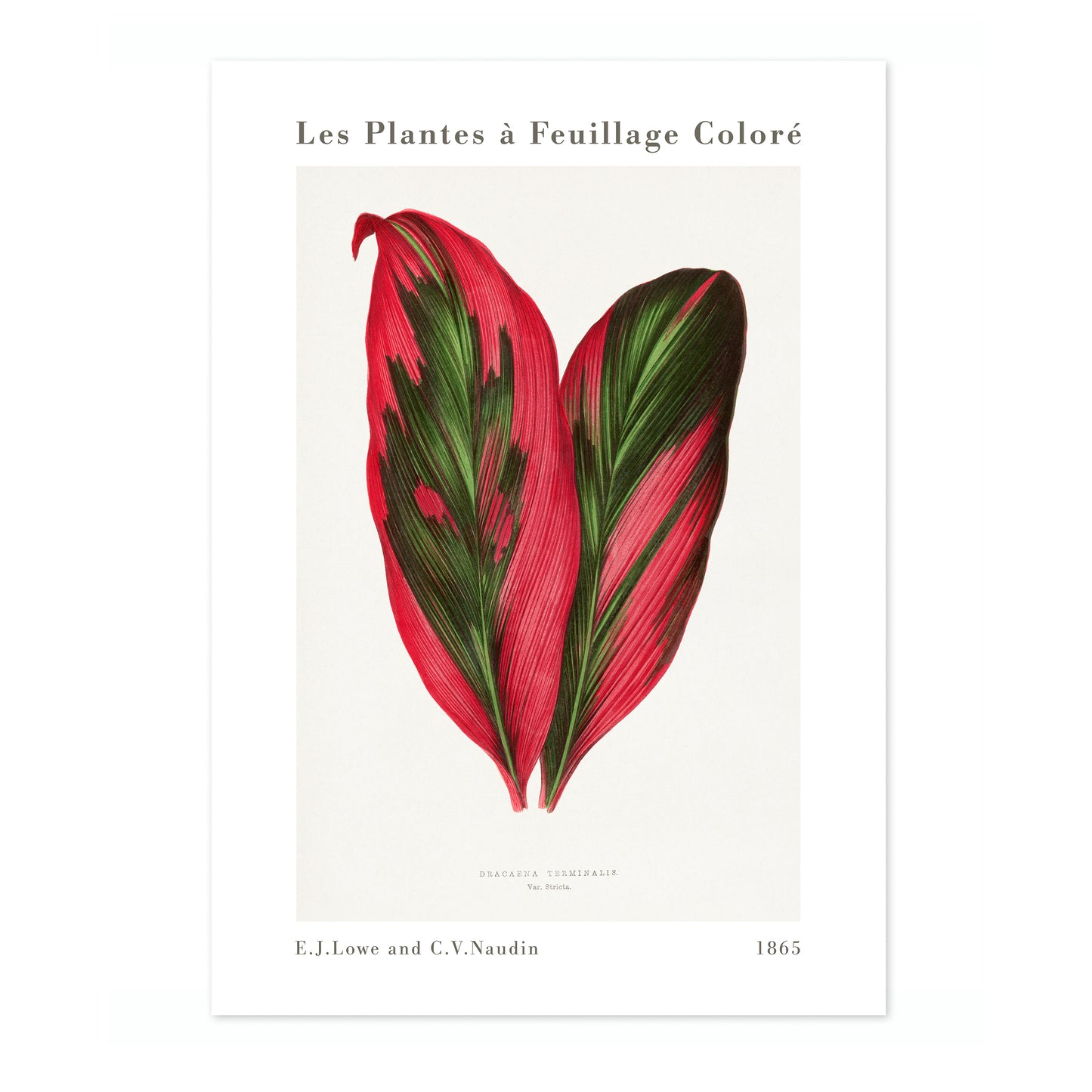 Roze Dracaena Terminalis