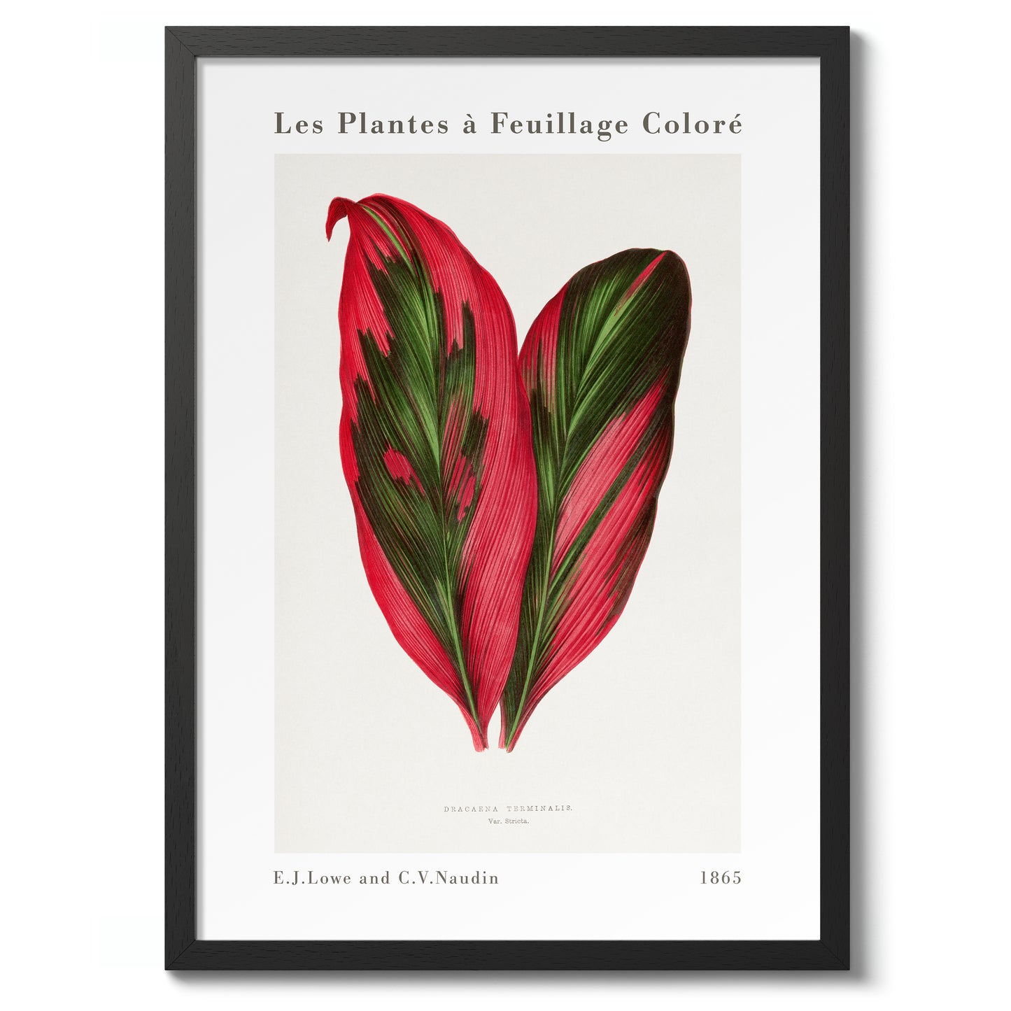 Roze Dracaena Terminalis