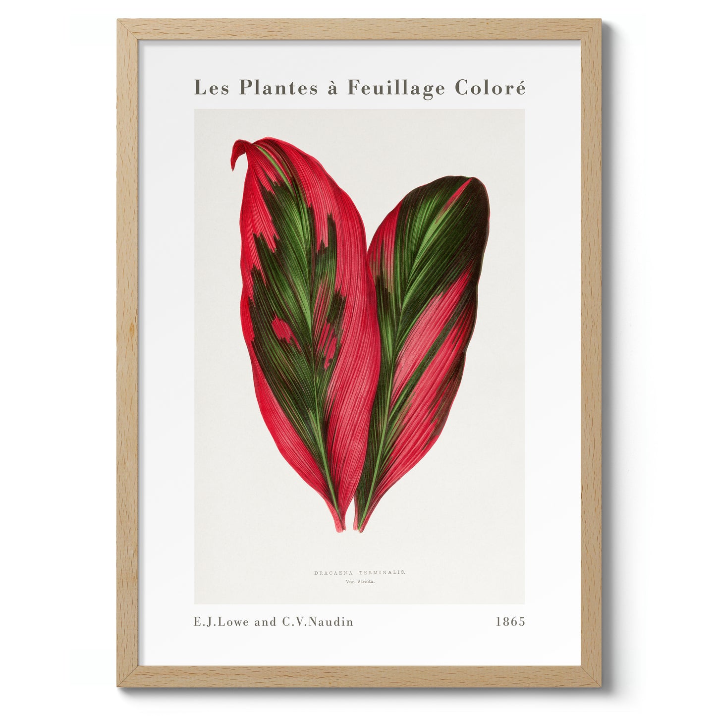 Roze Dracaena Terminalis