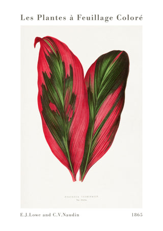 Roze Dracaena Terminalis print