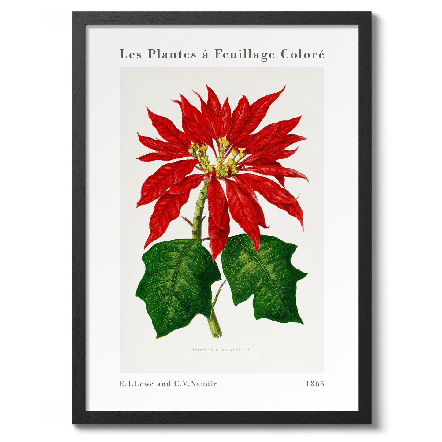 Poinsettia Pulcherrima