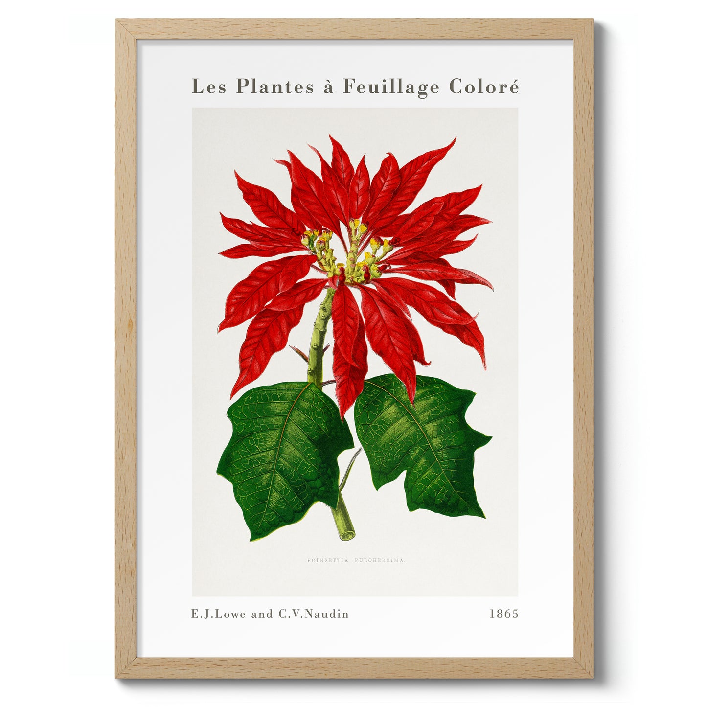 Poinsettia Pulcherrima