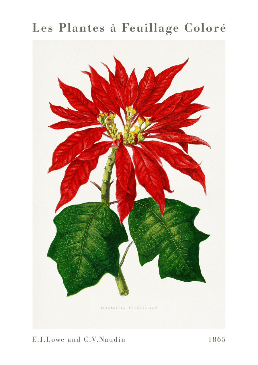 Poinsettia Pulcherrima - Print Only frame