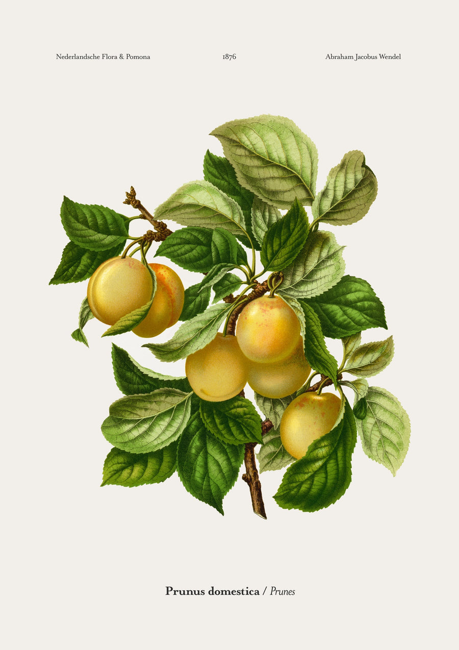 Prunes - Print Only frame