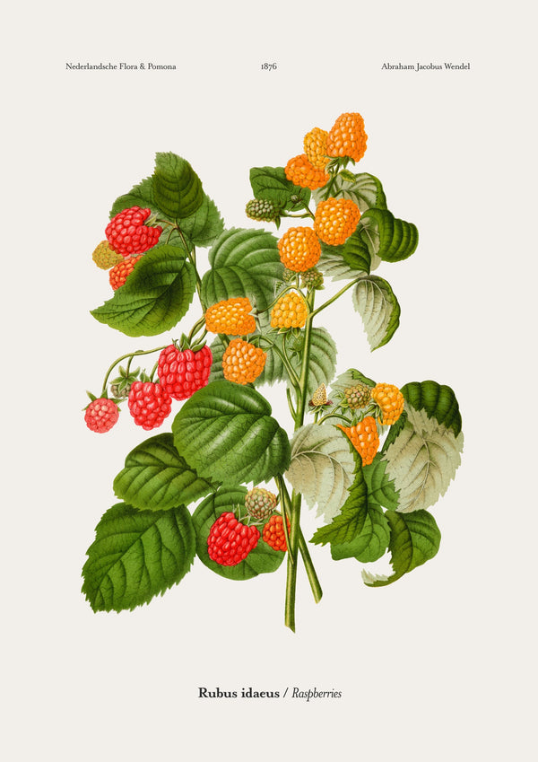 Raspberries