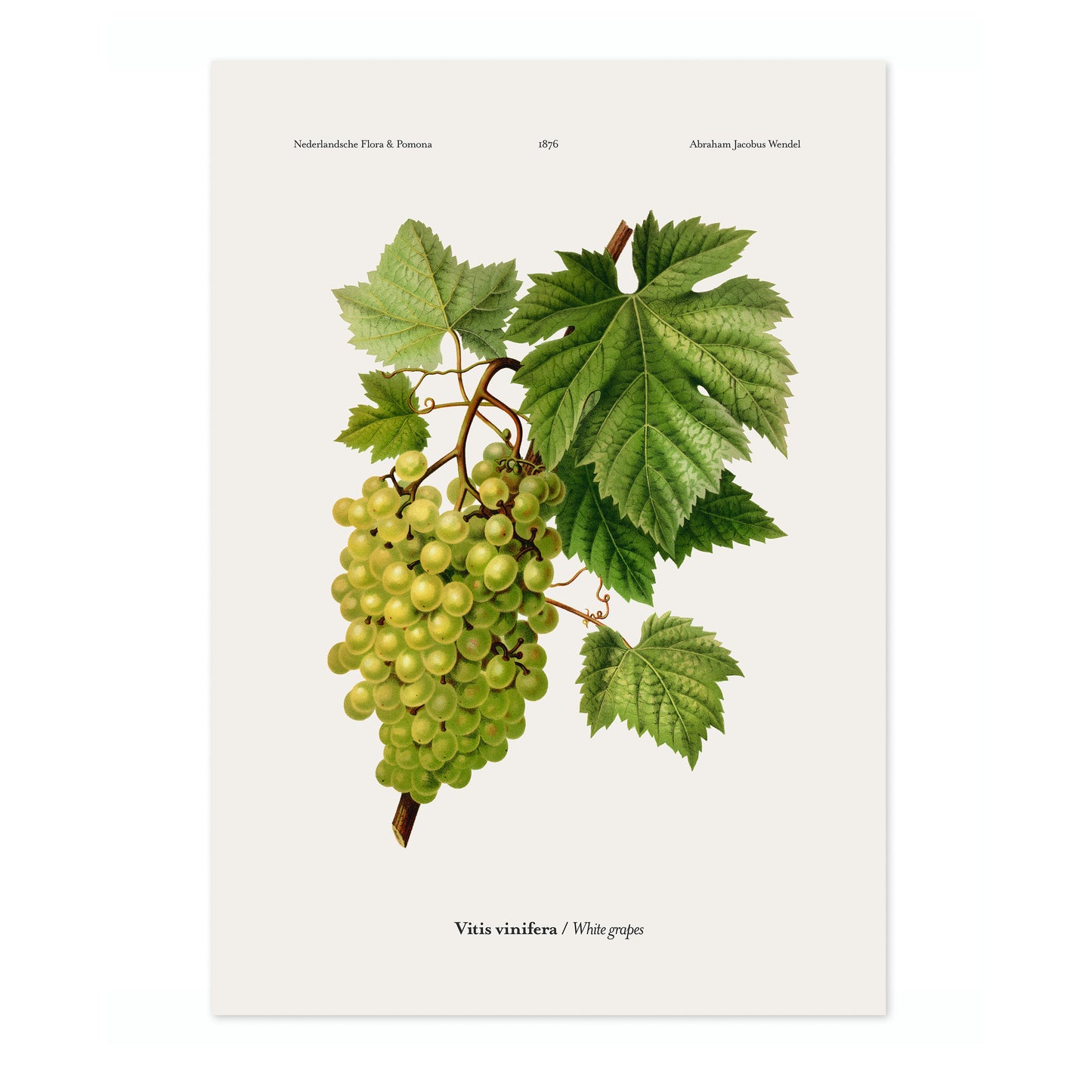 Witte Druiven