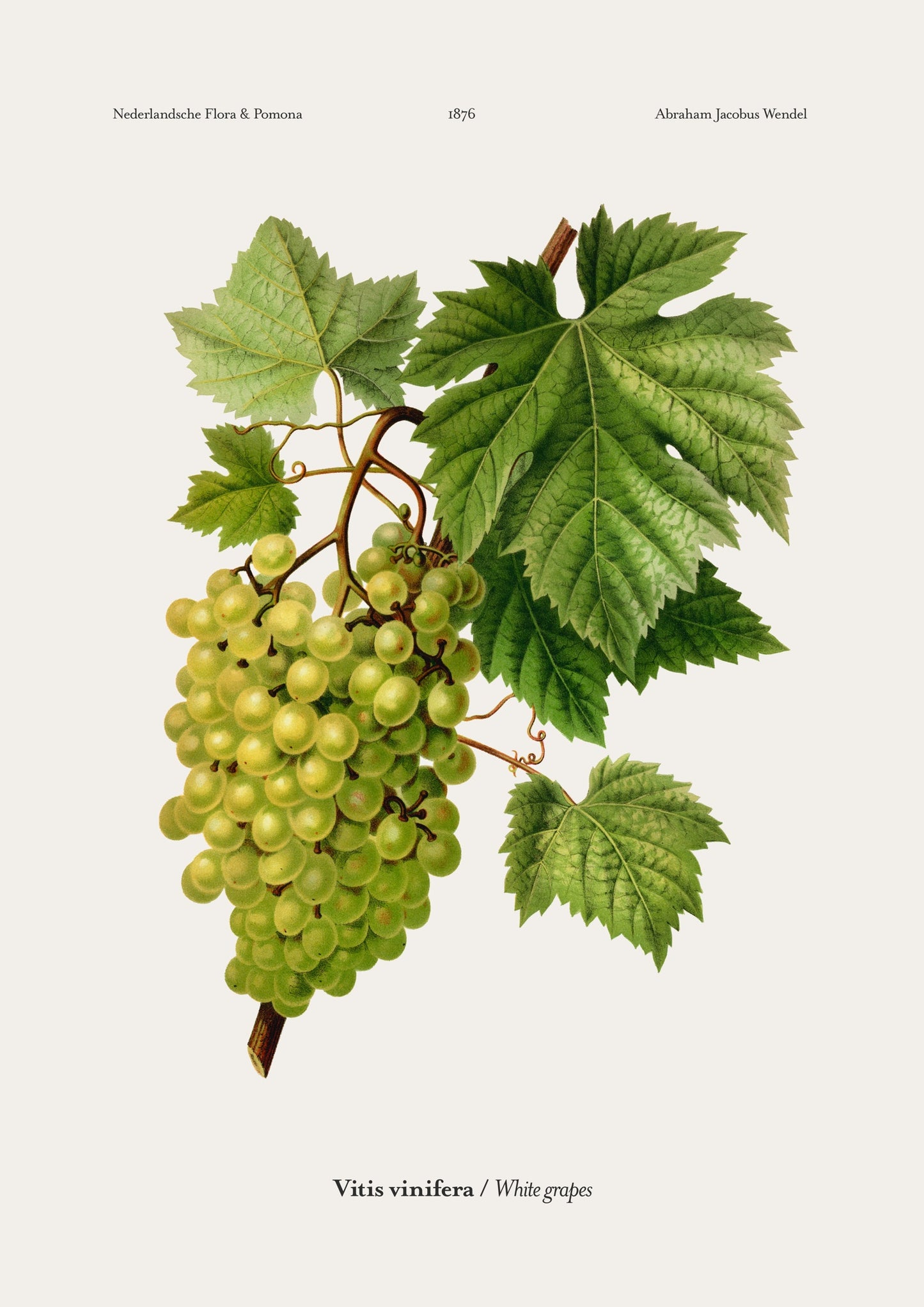 Witte Druiven