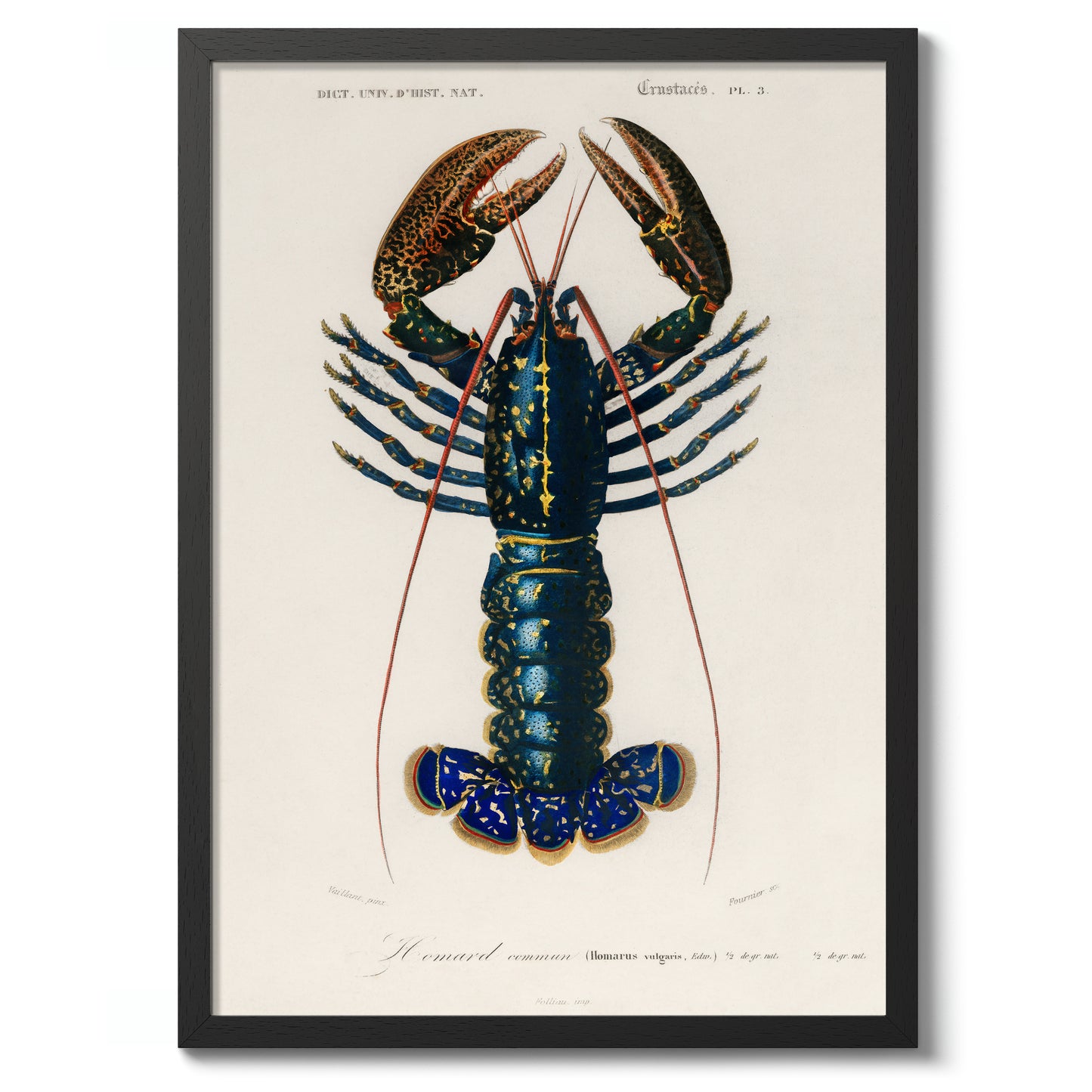 Écrevisse cramoisie