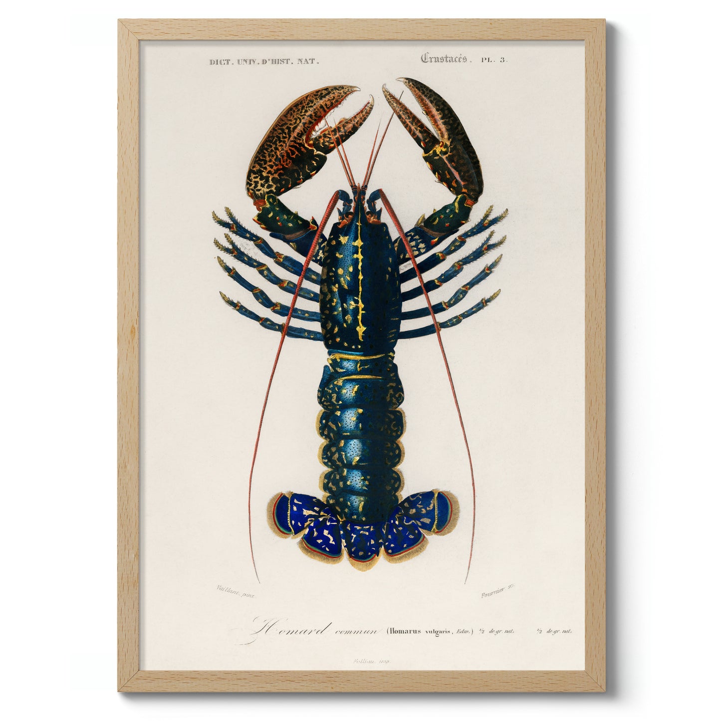 Écrevisse cramoisie