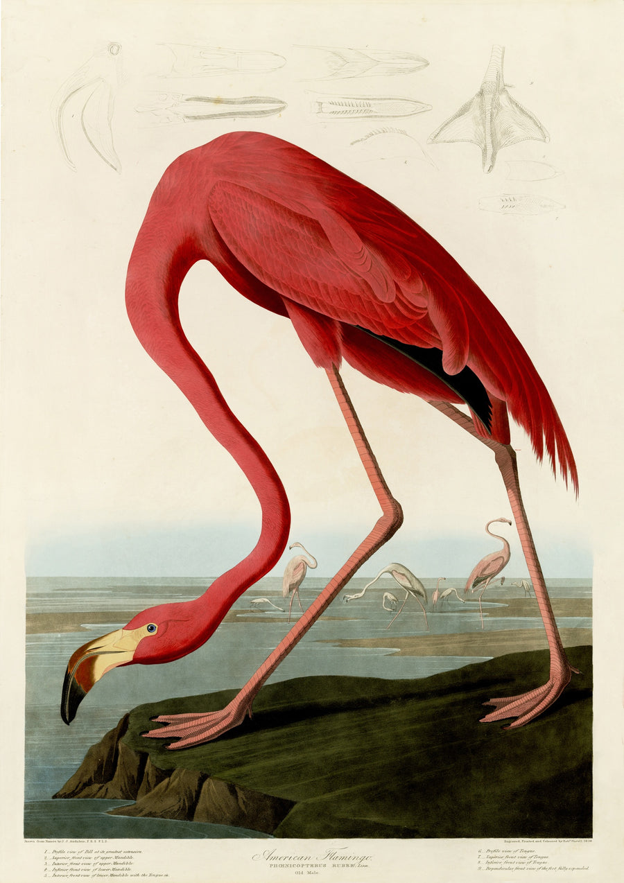 American Flamingo - Print Only frame
