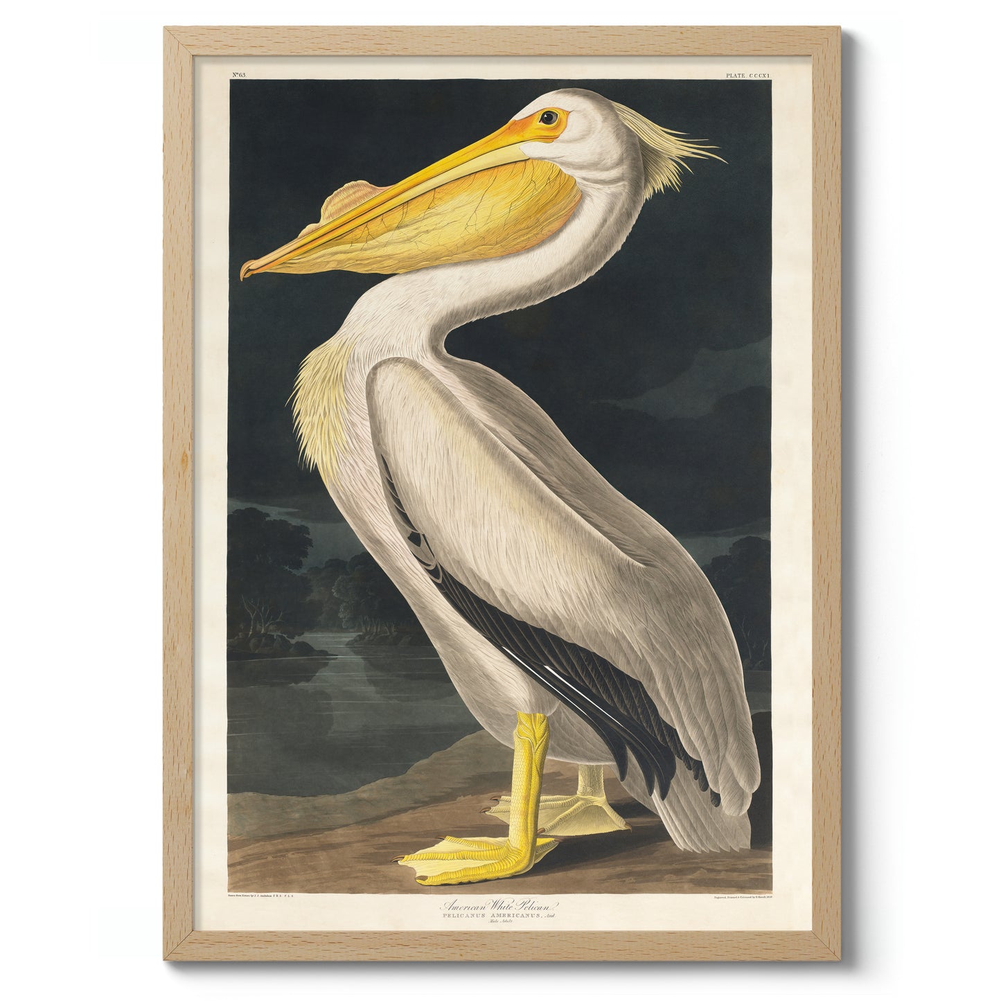 Pélican blanc américain