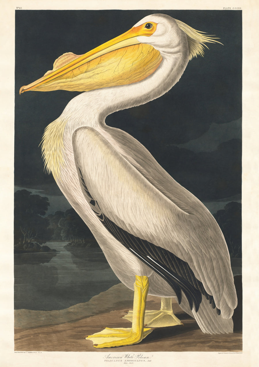 Pélican blanc américain - Print Only frame