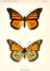 Papillon monarque print