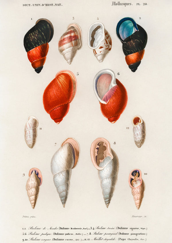 Mollusker