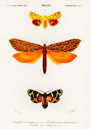 Papillons de nuit print